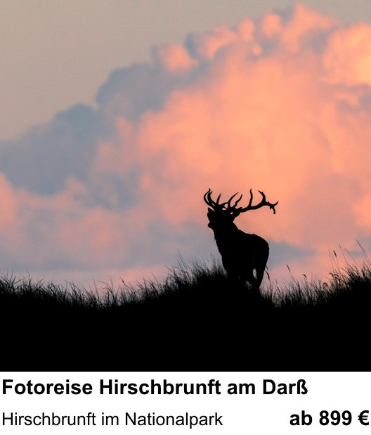 Naturnaher Foto-Workshop mit dem Thema Fotoreise Hirschbrunft am Darß: Hirschbrunft im Nationalpark