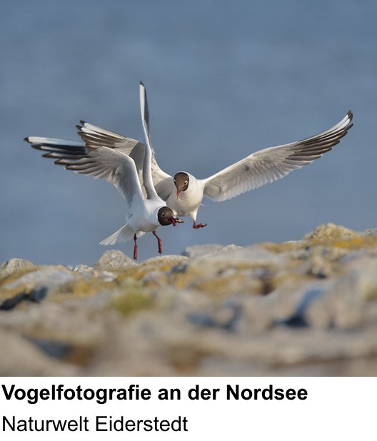 Naturnaher Foto-Workshop mit dem Thema Vögel in Eiderstedt fotografieren: Naturwelt Eiderstedt