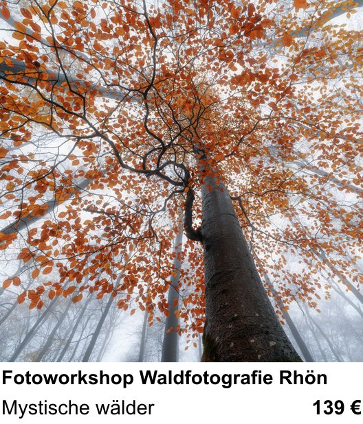 Naturnaher Foto-Workshop mit dem Thema Fotoworkshop Waldfotografie Rhön: Mystische wälder