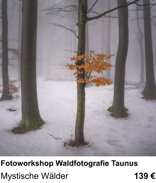 Naturnaher Foto-Workshop mit dem Thema Fotoworkshop Waldfotografie Taunus: Mystische Wälder