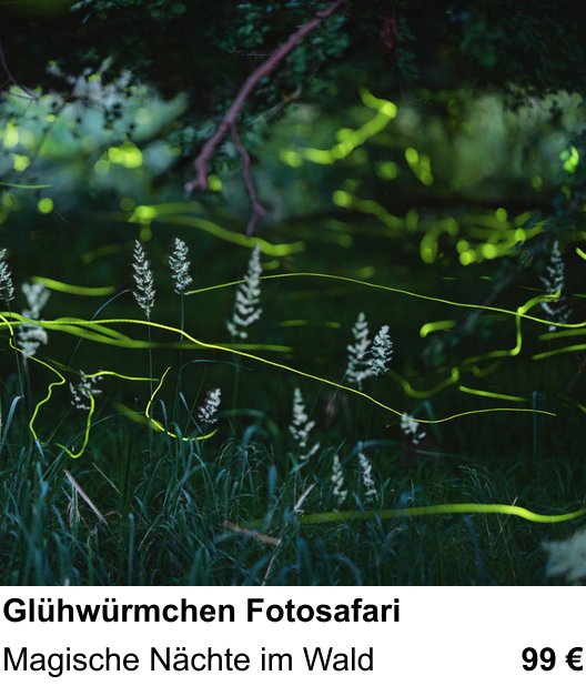 Naturnaher Foto-Workshop mit dem Thema Glühwürmchen Fotosafari: Magische Nächte im Wald