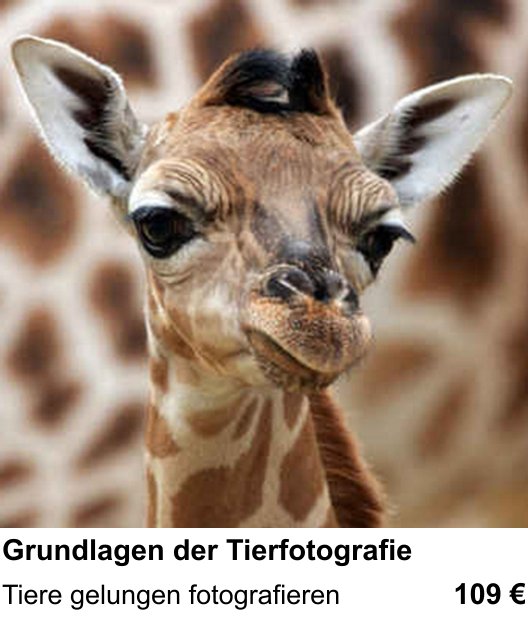 Im Fotoworkshop in Hamburg: Grundlagen der Tierfotografie