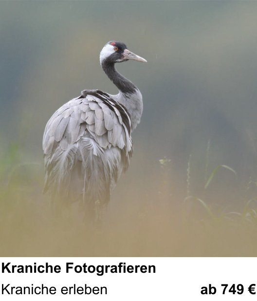 Naturnaher Foto-Workshop mit dem Thema Kraniche Fotografieren: Kraniche erleben