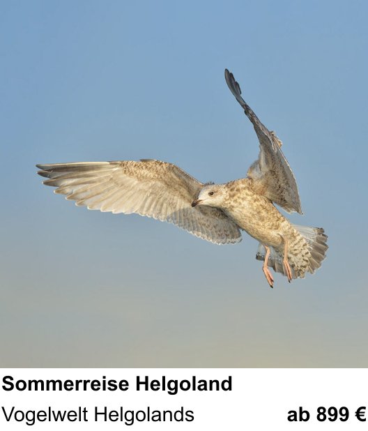 Naturnaher Foto-Workshop mit dem Thema Vogelfotografie auf Helgoland: Vogelwelt Helgolands