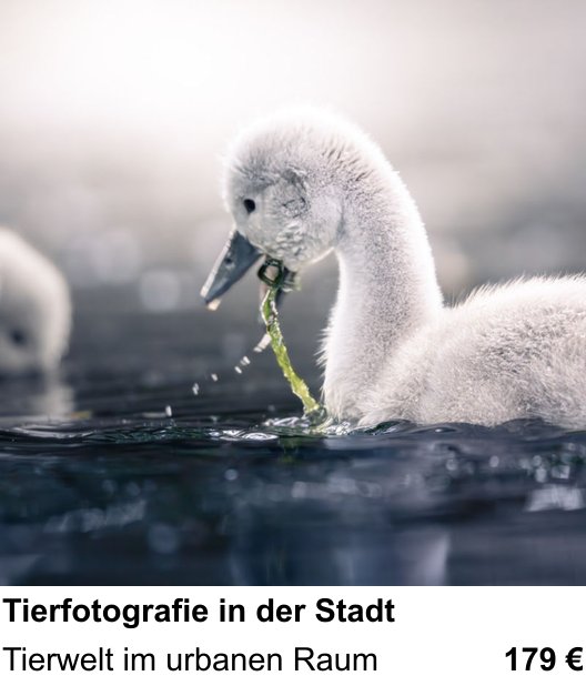Im Fotoworkshop in Hamburg: Tierfotografie in der Stadt