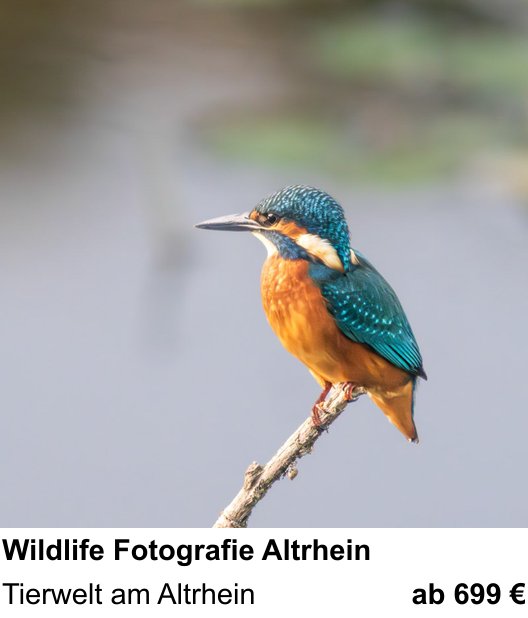 Naturnaher Foto-Workshop mit dem Thema Wildlife Fotografie Altrhein: Tierwelt am Altrhein