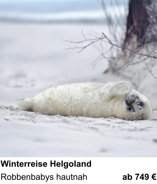 Naturnaher Foto-Workshop mit dem Thema Helgoland-Reise zur Robbenfotografie: Robbenbabys hautnah